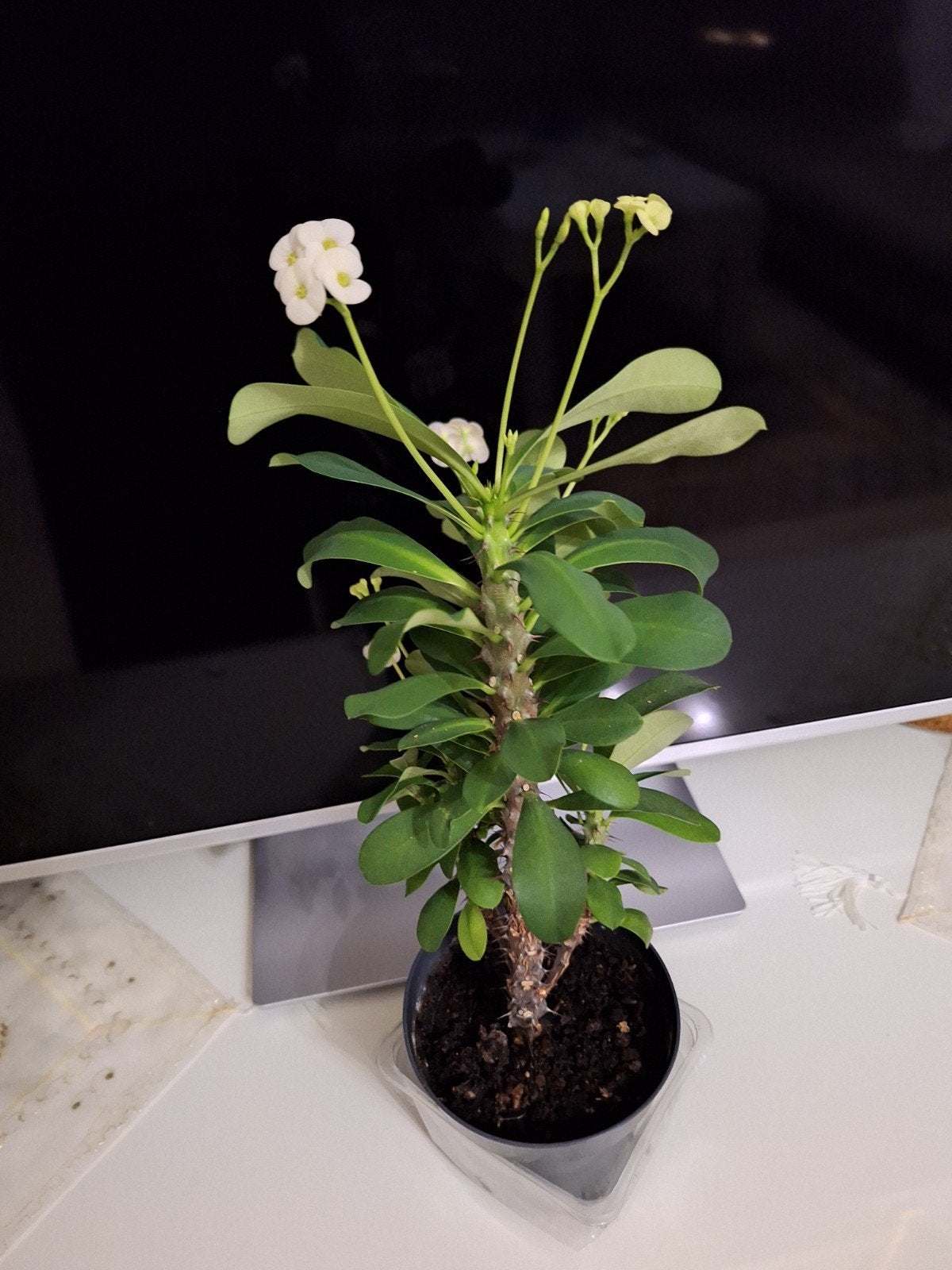 Euphorbia Milii - Christusdoorn met witte bloemen, Tuin en Terras, Volle zon, Vaste plant, Zomer, Ophalen