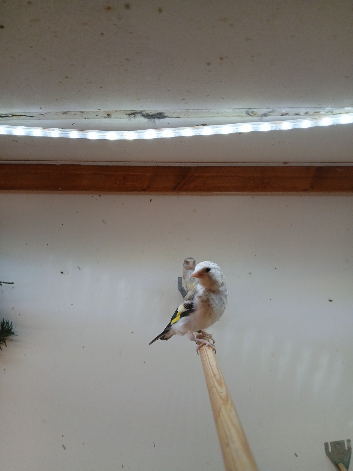 Malyor putters 2026, Dieren en Toebehoren, Mannelijk, Wildzangvogel