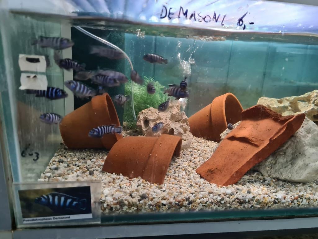 Pseudotropheus Demasoni Malawi Cichliden