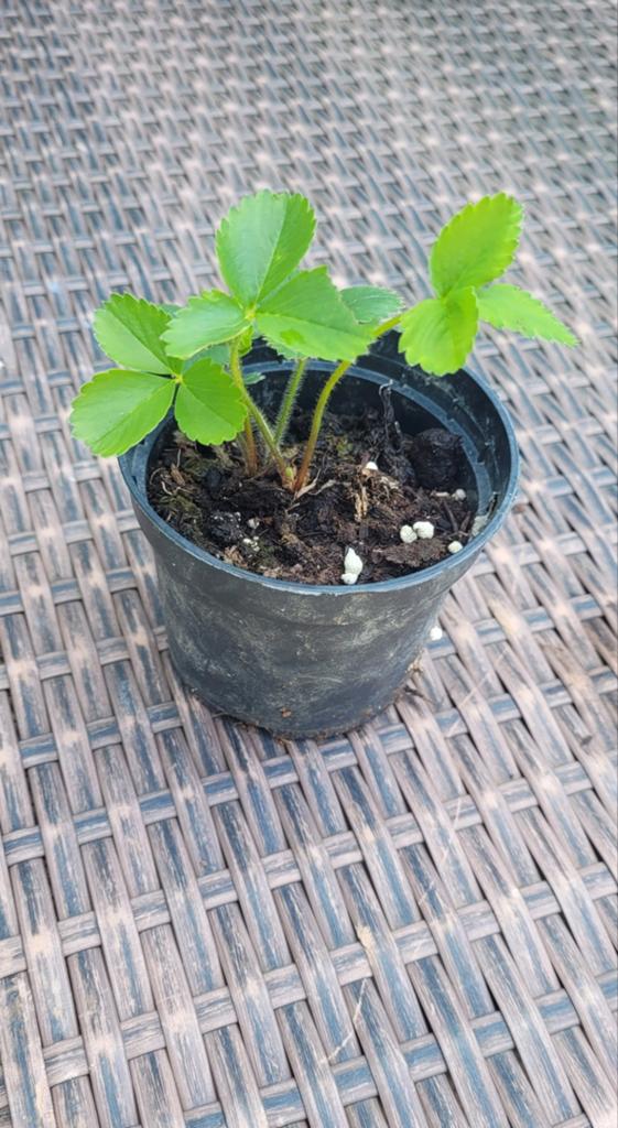 Jonge aardbeienplantjes - Kweek je eigen fruit!, Volle zon, Ophalen of Verzenden, Tweejarig, Zomer