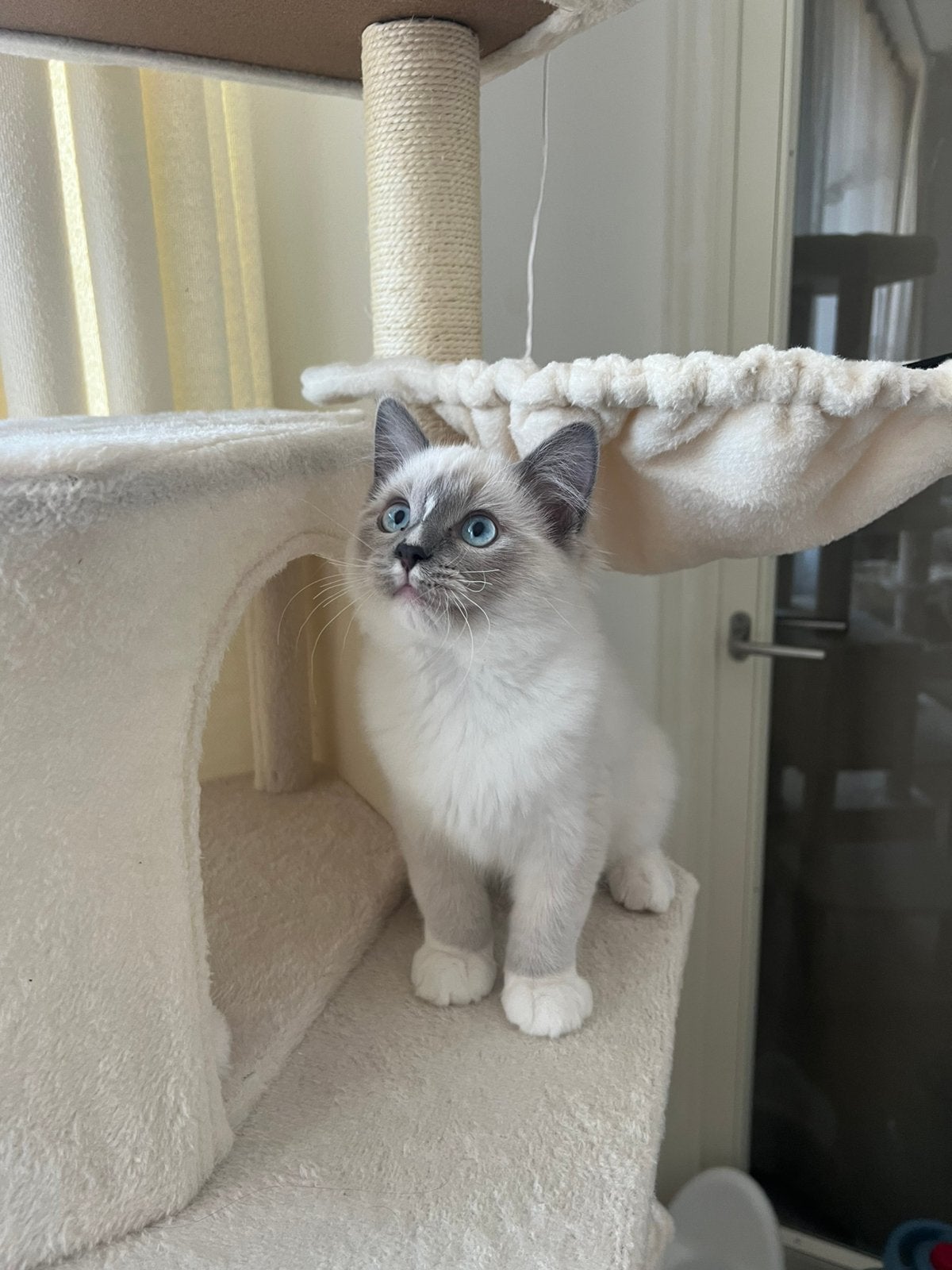 Ragdoll kitten  - ontzettend lief karakter, Kater, Ontwormd