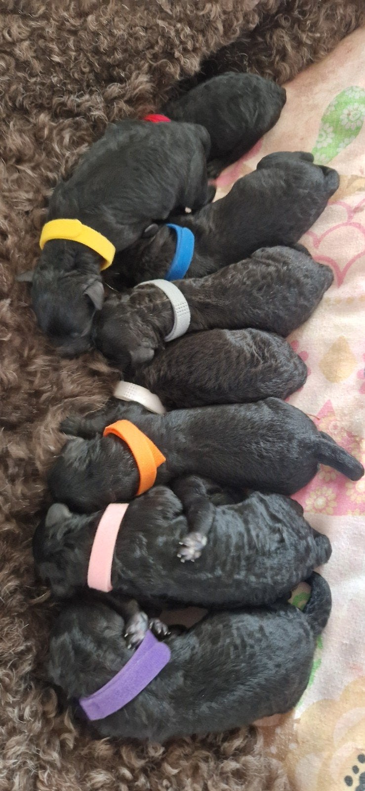 F7 multigen labradoodle puppy's, 8 tot 15 weken, CDV (hondenziekte), Meerdere, Meerdere dieren
