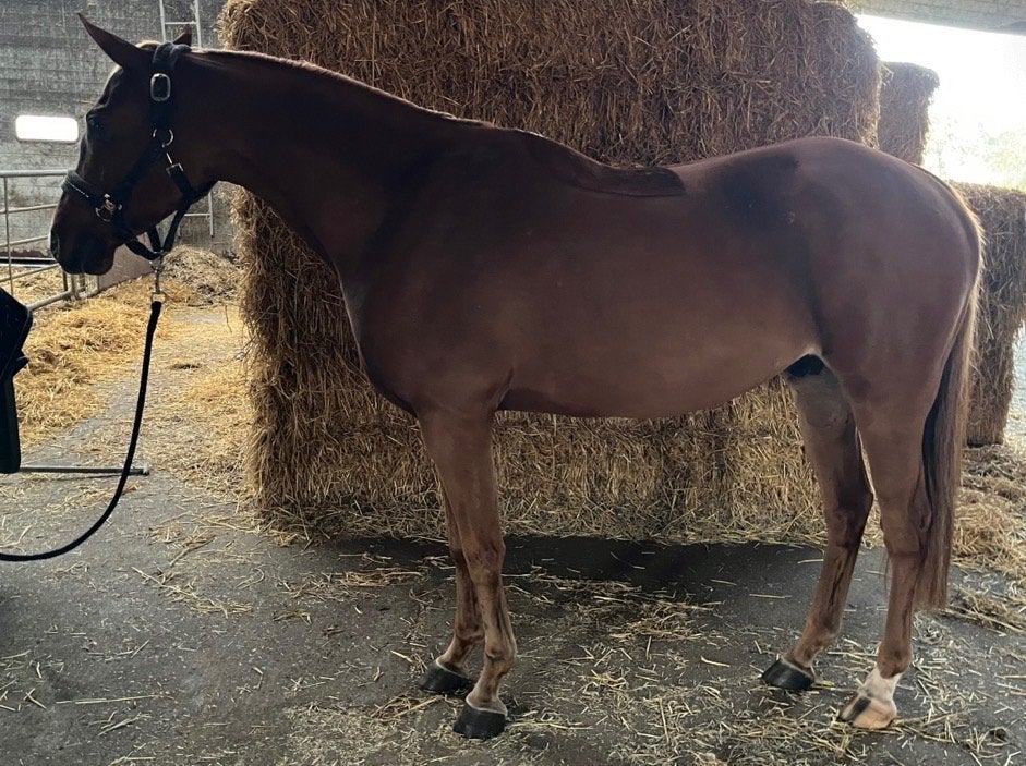 Welsh part-bred te koop, Dieren en Toebehoren, E pony (1.48m - 1.57m), Ruin, 3 tot 6 jaar, Recreatiepony