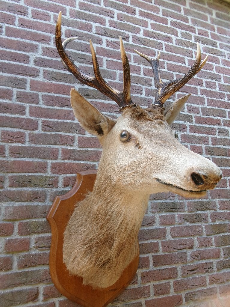 Schitterende grote opgezette kop van een edelhert, Verzamelen, Dierenverzamelingen, Ophalen, Zo goed als nieuw, Hert, Opgezet dier