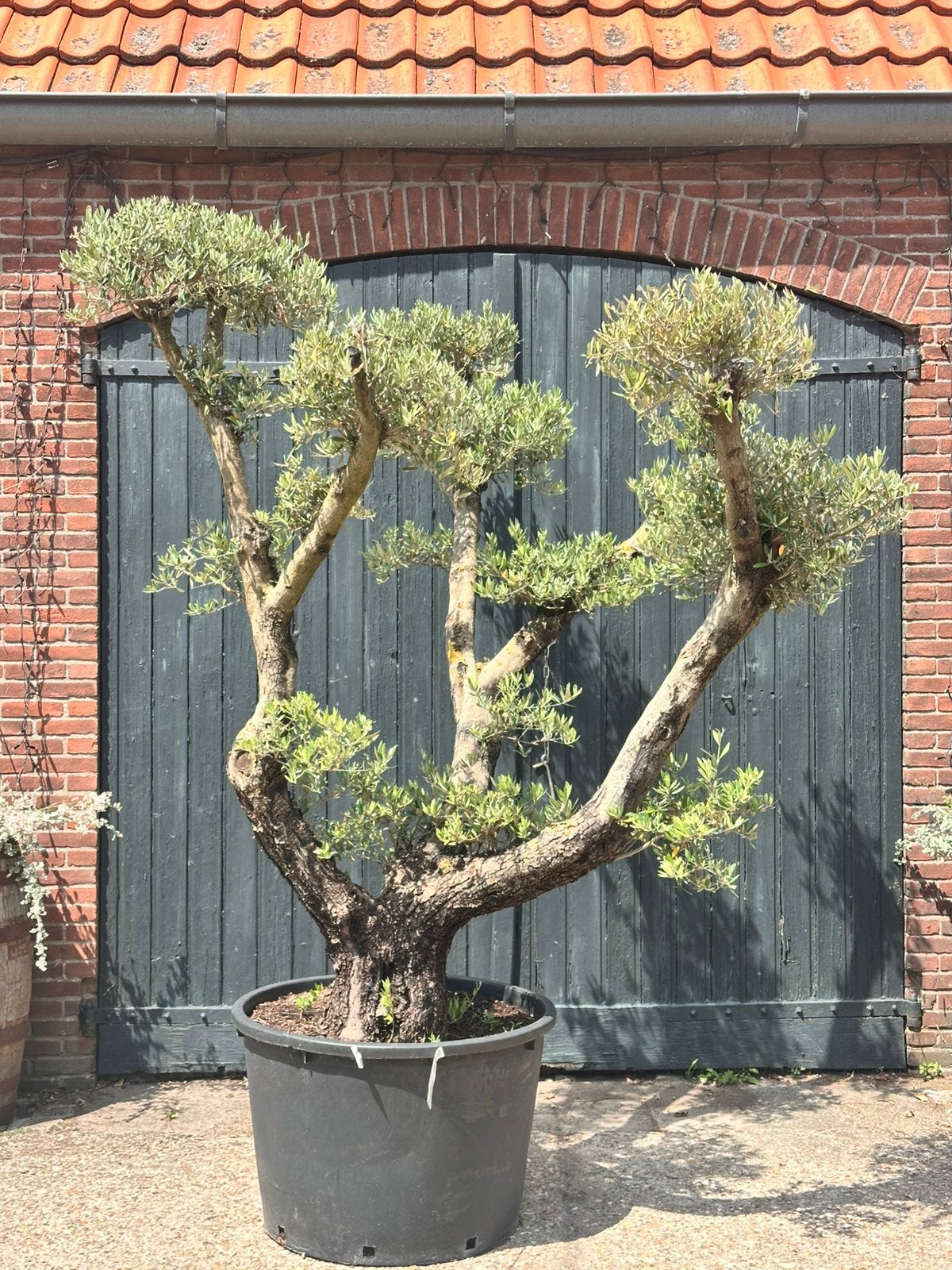 (Advertentie 7.) meerstammige olijfboom bonsai, 100 tot 250 cm, Olijfboom, Zomer, Ophalen