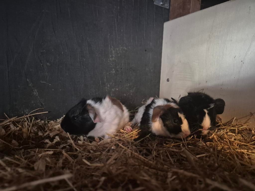 Jonge cavia's, Cavia, April, Meerdere dieren, Tam