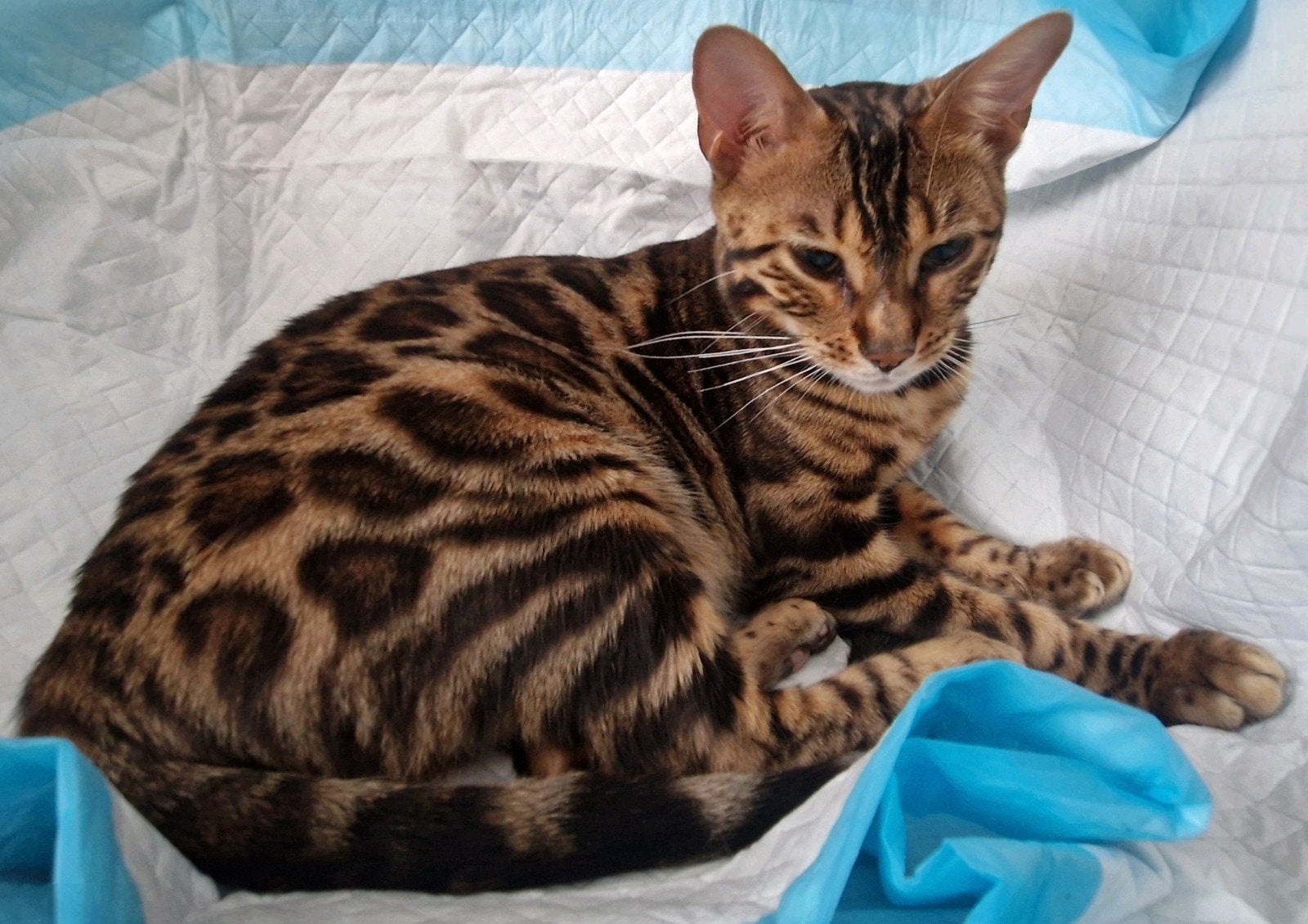 Prachtige Bengaal kittens verwacht (begin Juni mét stamboom), Dieren en Toebehoren, Katten en Kittens | Raskatten | Korthaar, Meerdere dieren