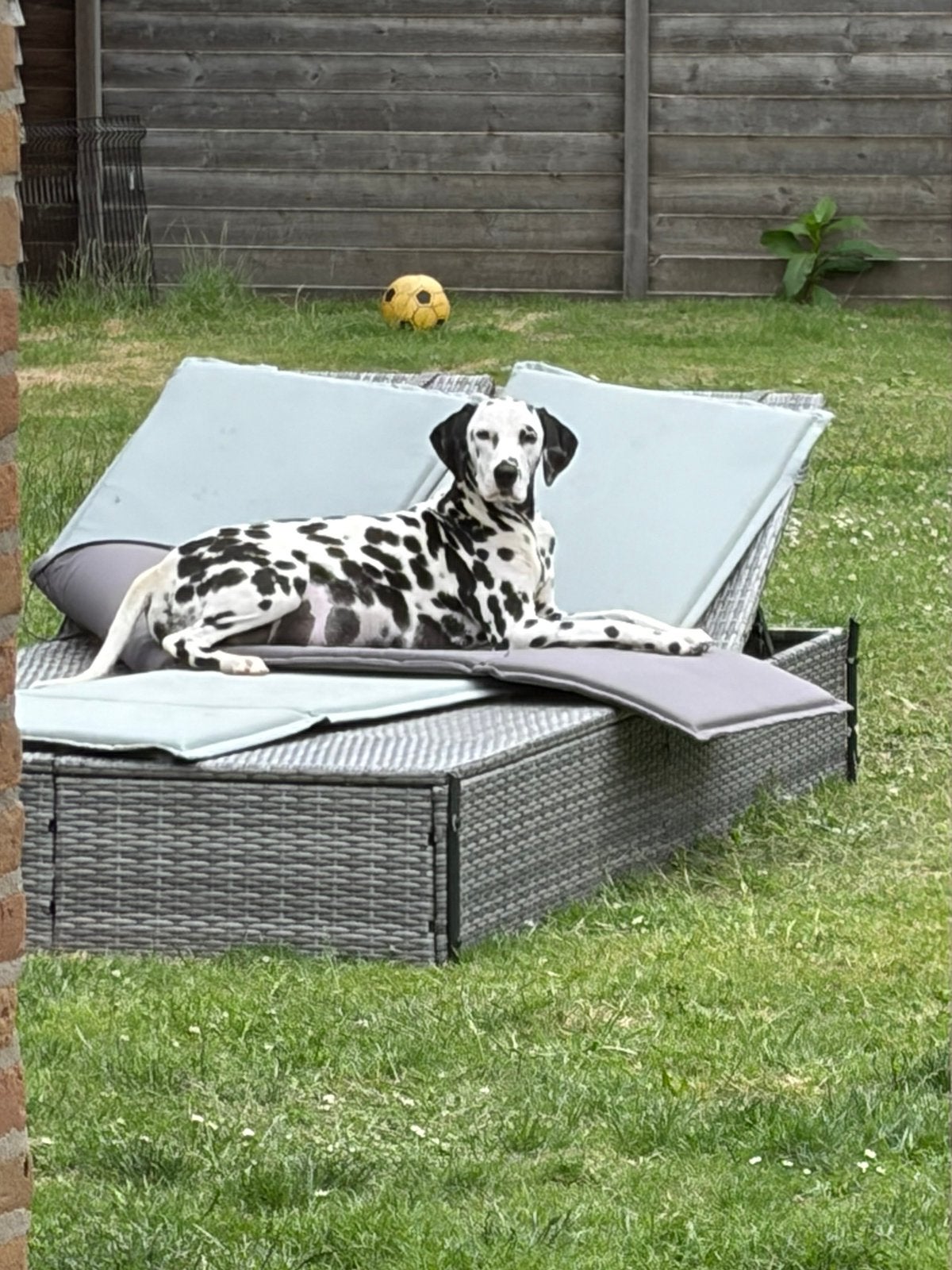 Dalmatiërs puppys, Parvo, Overige rassen, 8 tot 15 weken, Meerdere