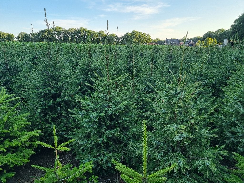 kerstbomen Picea Omorika 175/200 cm, Ophalen, Bloeit niet, Halfschaduw, Overige soorten