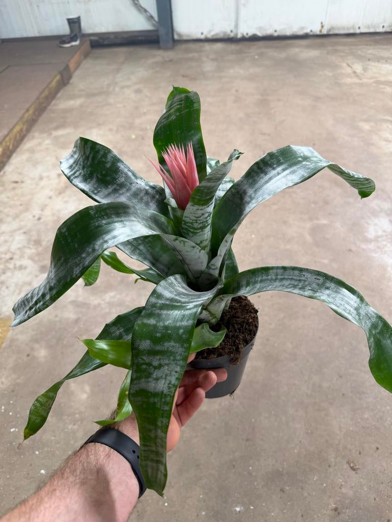 Aechmea fasciata - Roze Bromelia in 15 cm pot, Huis en Inrichting, Kamerplanten, Overige soorten, In pot, Minder dan 100 cm, Bloeiende kamerplant