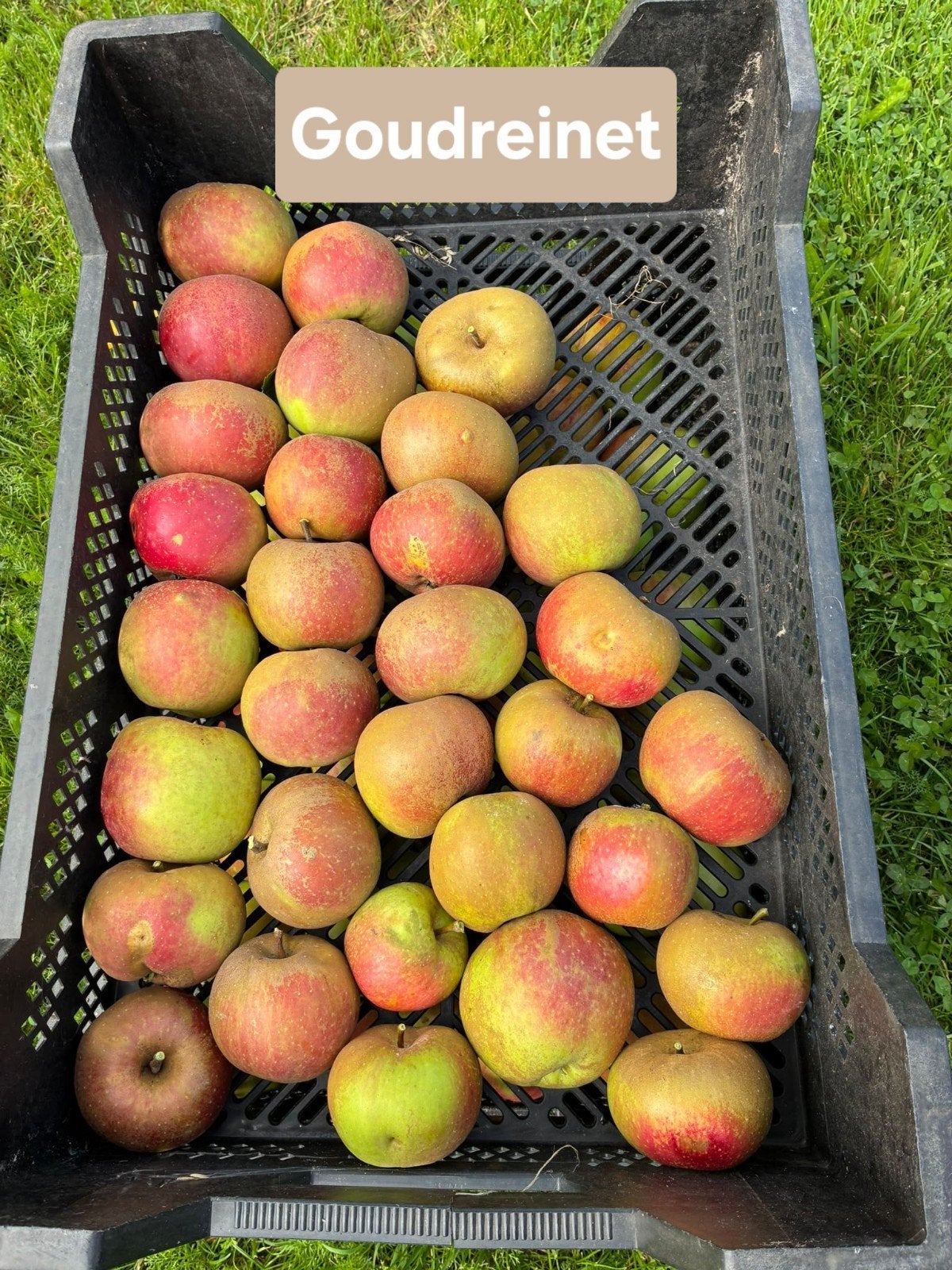 Verse appels van eigen boomgaard, Ophalen