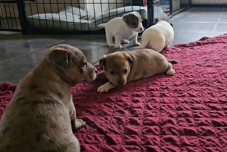 Jackrussel puppy,s, Parvo, Jack Russell Terriër, 8 tot 15 weken, Meerdere