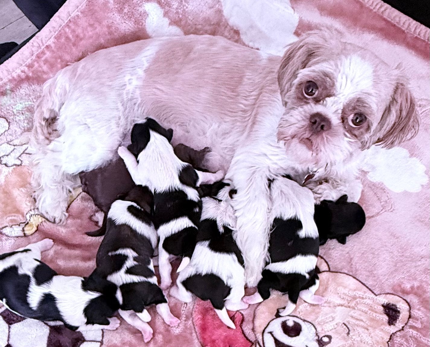 Puppies  Shitzu, Ophalen, Nieuw