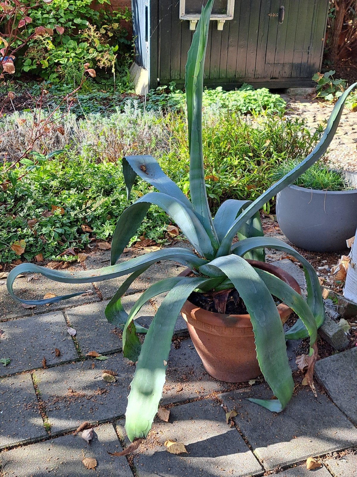 agave plant, Ophalen, Bloeit niet, Overige soorten, Volle zon