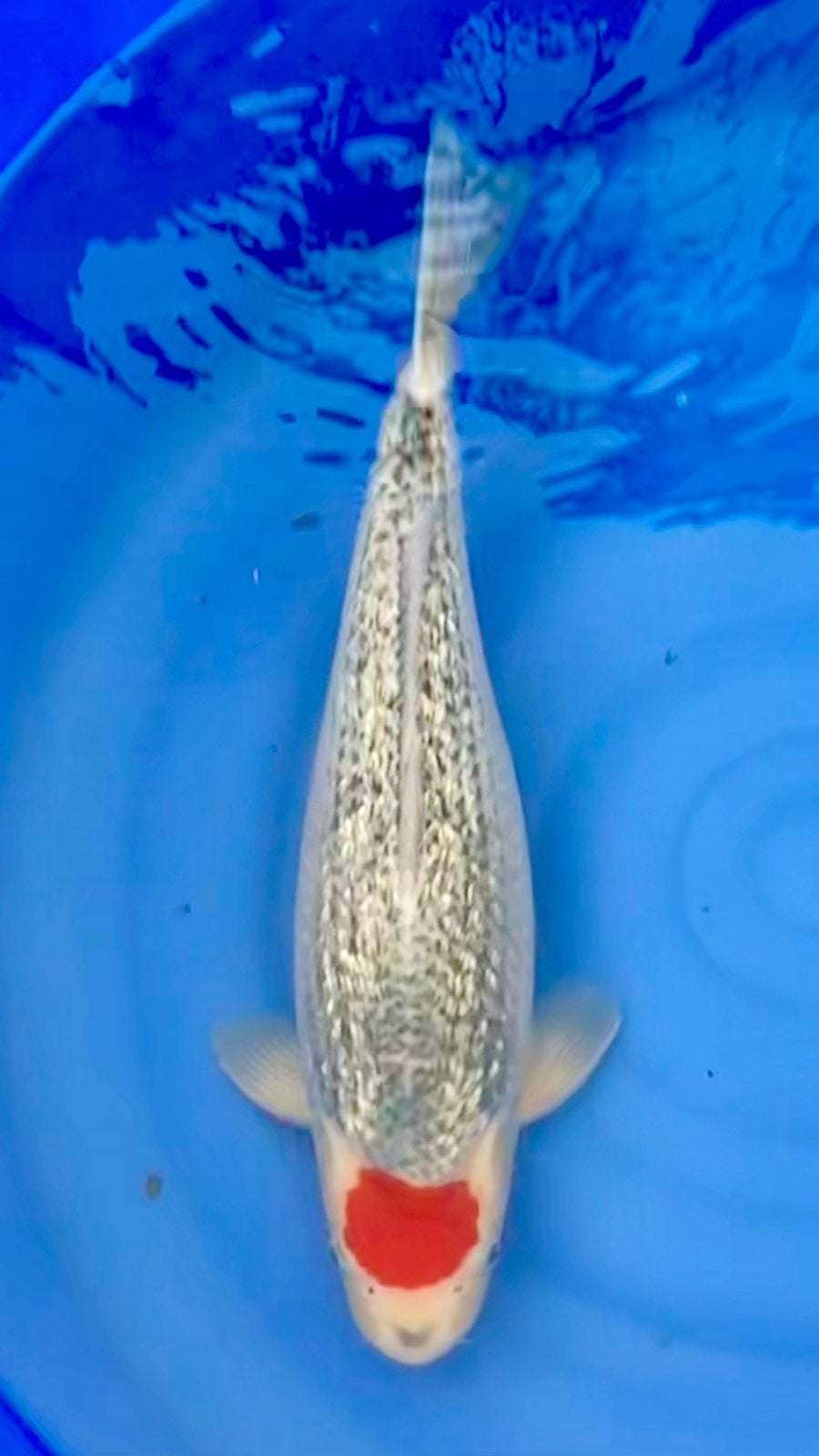 Tancho Goshiki Hiroi Japanse koi karper, Karper of Koi