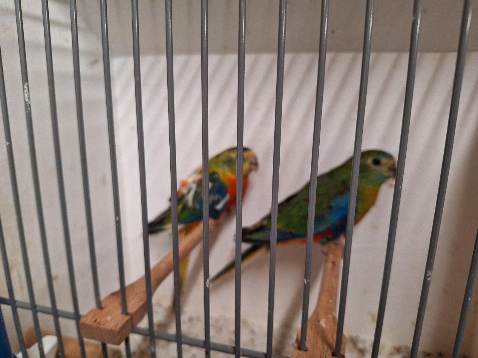 Turquoisine parkieten, Meerdere dieren, Parkiet, Geringd