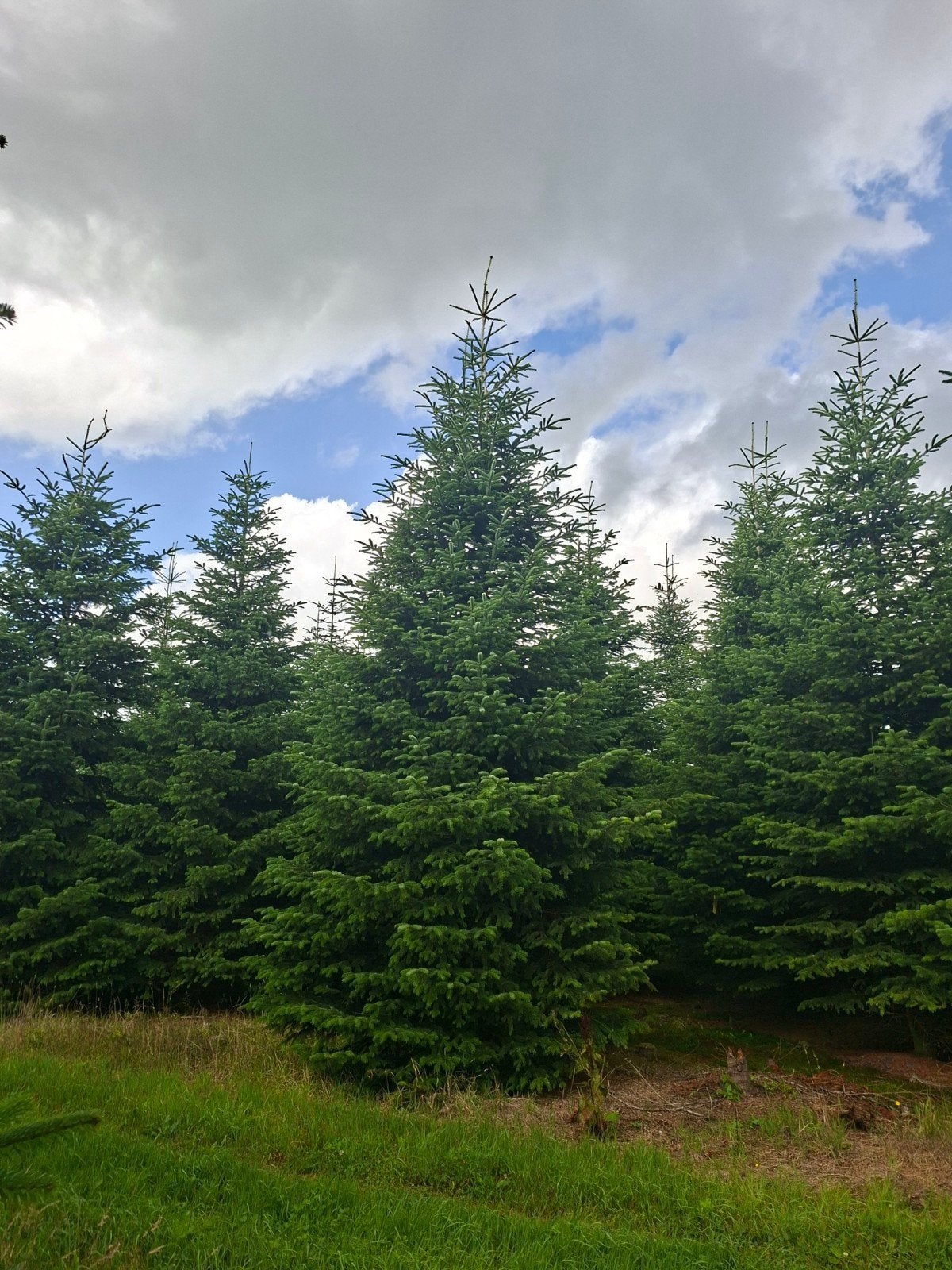Foto 2 van Nordmann kerstbomen te koop 5 - 8 meter