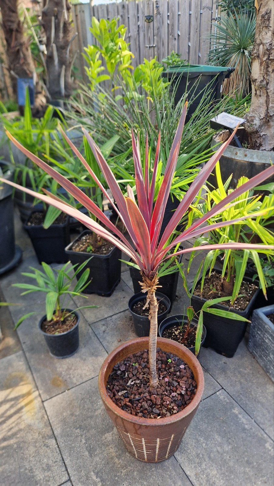 Cordyline australis Pink Passion & Red Star - Winterhard, Volle zon, Vaste plant, Bloeit niet, Ophalen