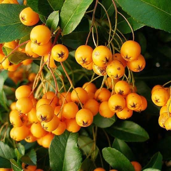 Bloeiende Pyracantha 'Golden Charmer' (Vuurdoorn) in pot!, Ophalen, Overige soorten, Minder dan 100 cm