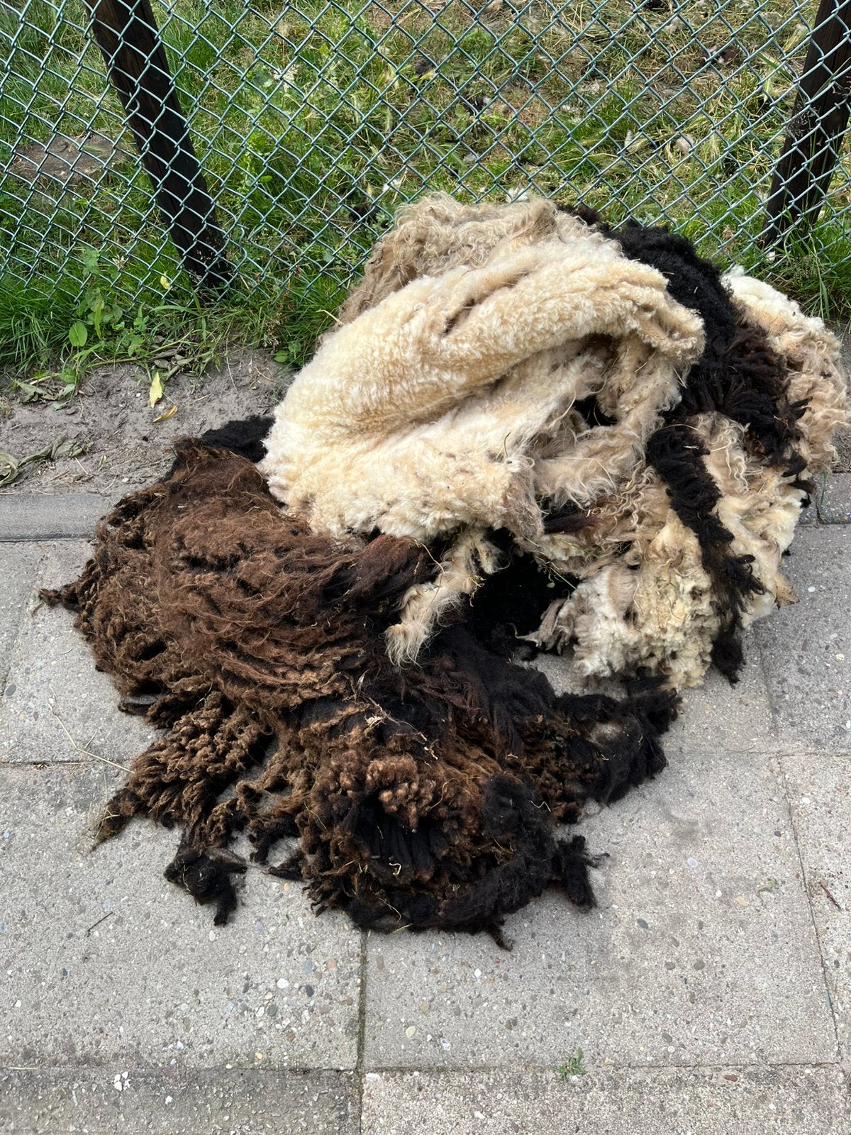 Schapenvachten, Vrouwelijk, Schaap