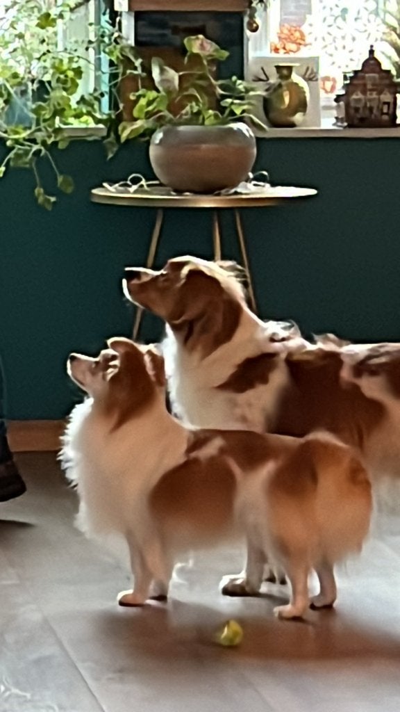 Honden uitlaten, Diensten en Vakmensen, Uitlaatservice