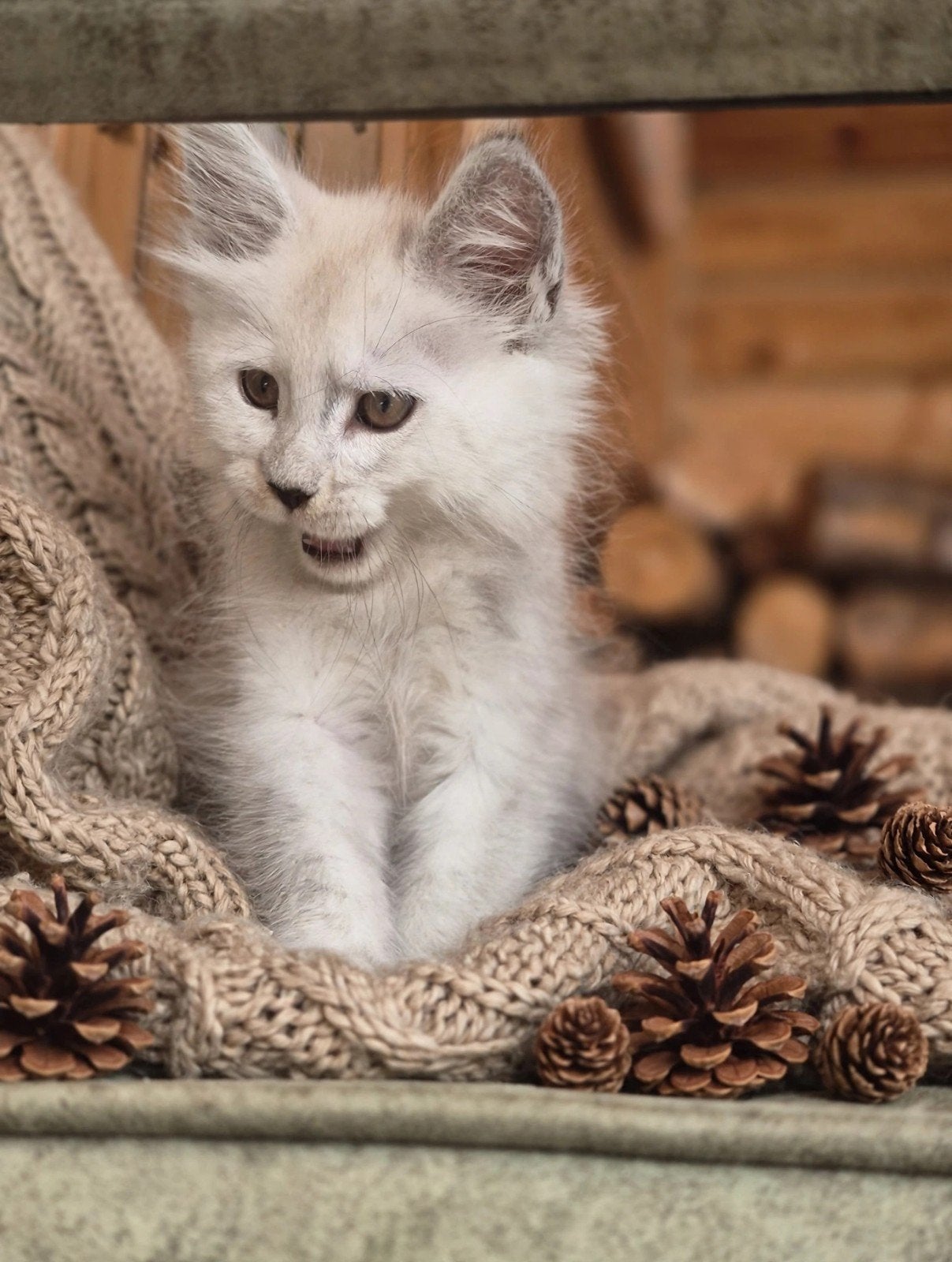 Huisdiertjes Maine Coon kittens, Meerdere dieren, 0 tot 2 jaar