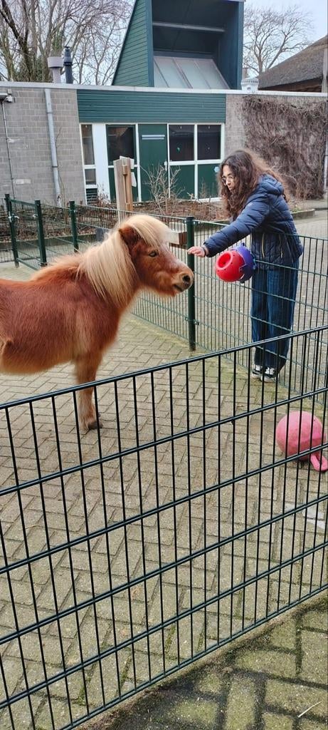 Verzorgingspaard/pony gezocht, Ophalen