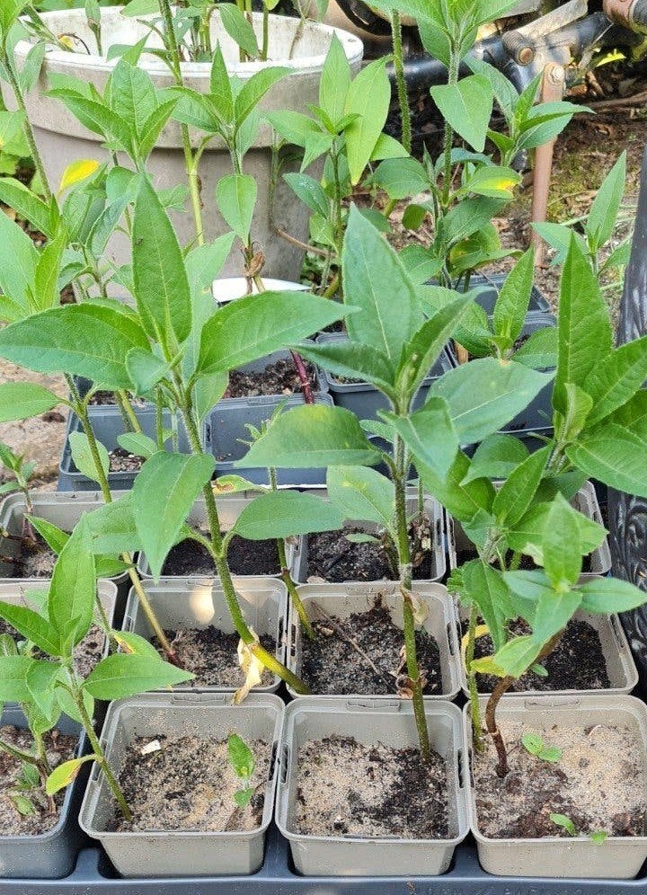 Aardpeer stekjes biologisch, Ophalen, Volle zon, Zomer, Groenteplanten
