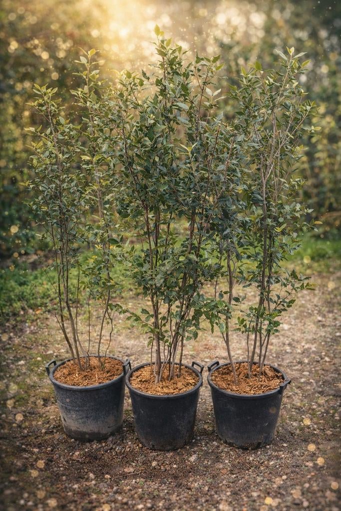 Meerstammige steeneik | Quercus ilex multistam, Tuin en Terras, Planten | Bomen, Ophalen of Verzenden
