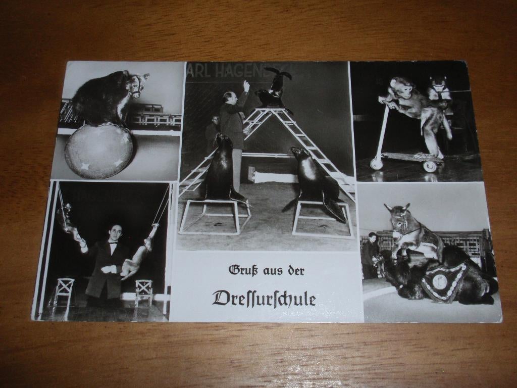 Dressuur school Hagenbeck Zoo Dierentuin Duitsland, Verzenden, 1940 tot 1960, Ongelopen, Overige soorten