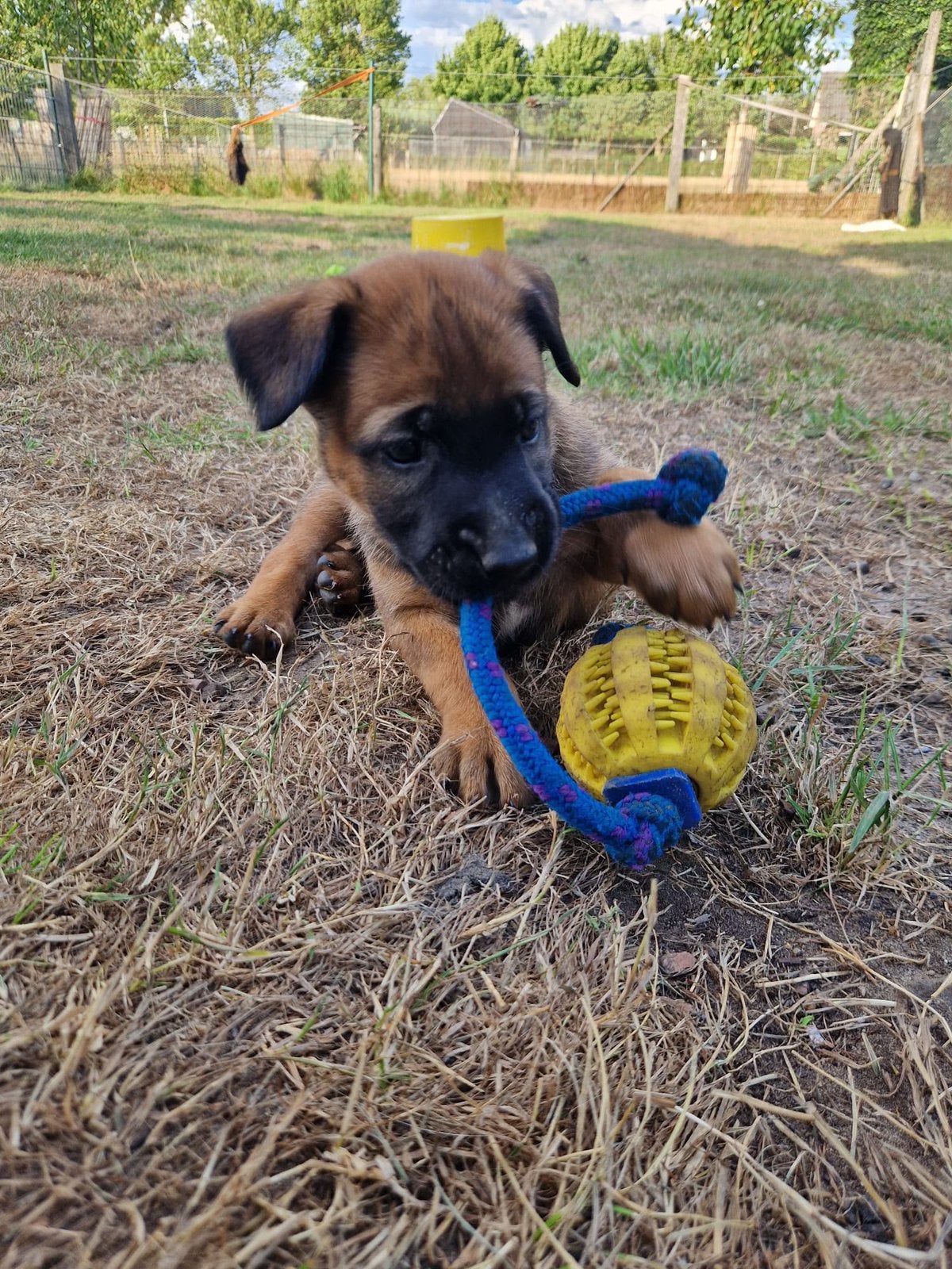 Te Koop prachtige roodbruine mechelse herder pups, 8 tot 15 weken, Meerdere, Meerdere dieren, Herder