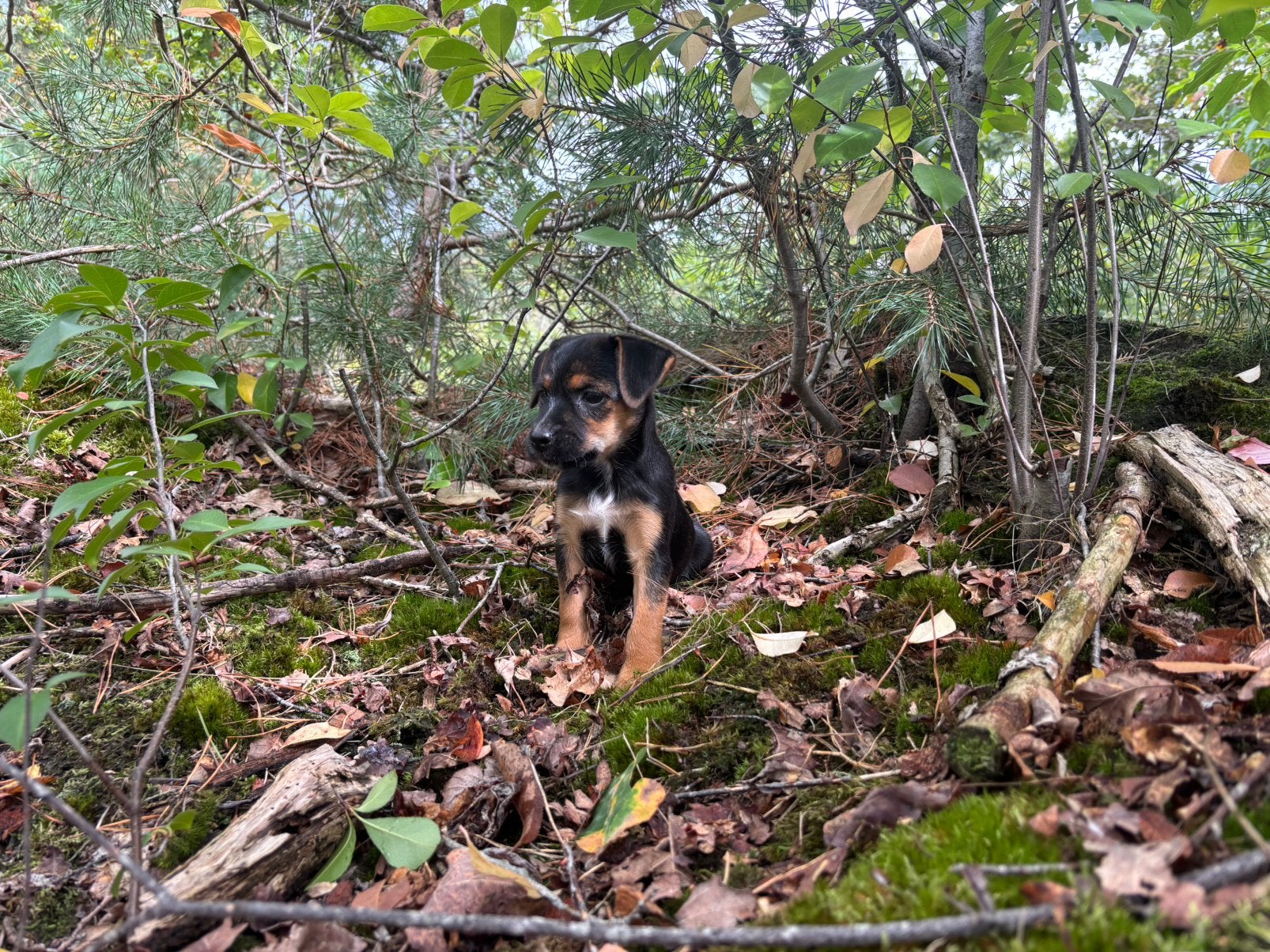Border terriër keer Jackrussell pups borderterrier, Nederland, Overige rassen, 8 tot 15 weken, Meerdere
