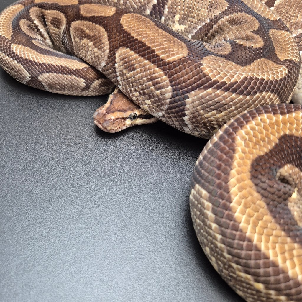 enchi specter pb. regius Ball Python photo 2