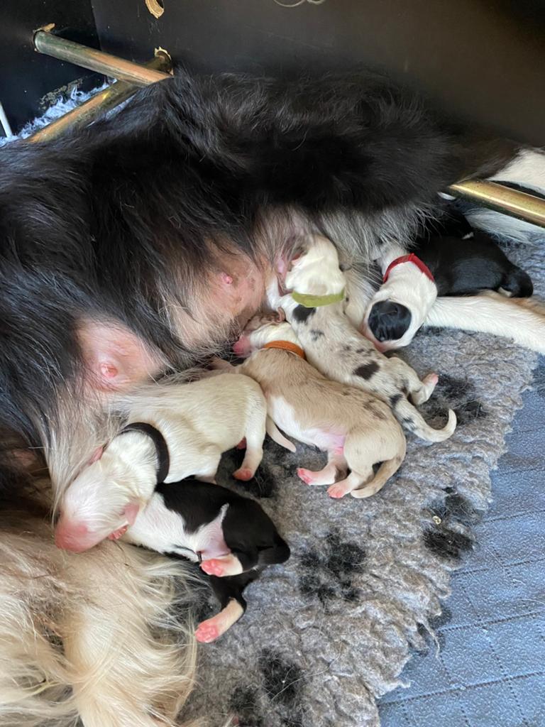 Bordercollie puppy’s, Dieren en Toebehoren, Honden | Herdershonden en Veedrijvers, België, Particulier, 8 tot 15 weken, Collie