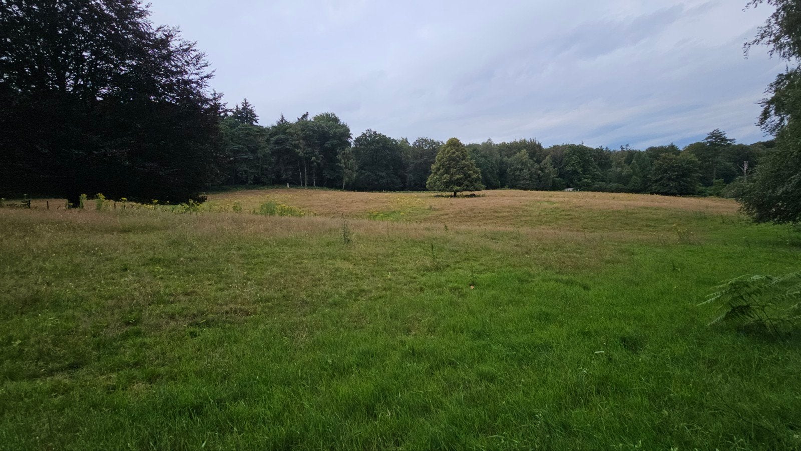 Weide voor schapen / Schapen gezocht