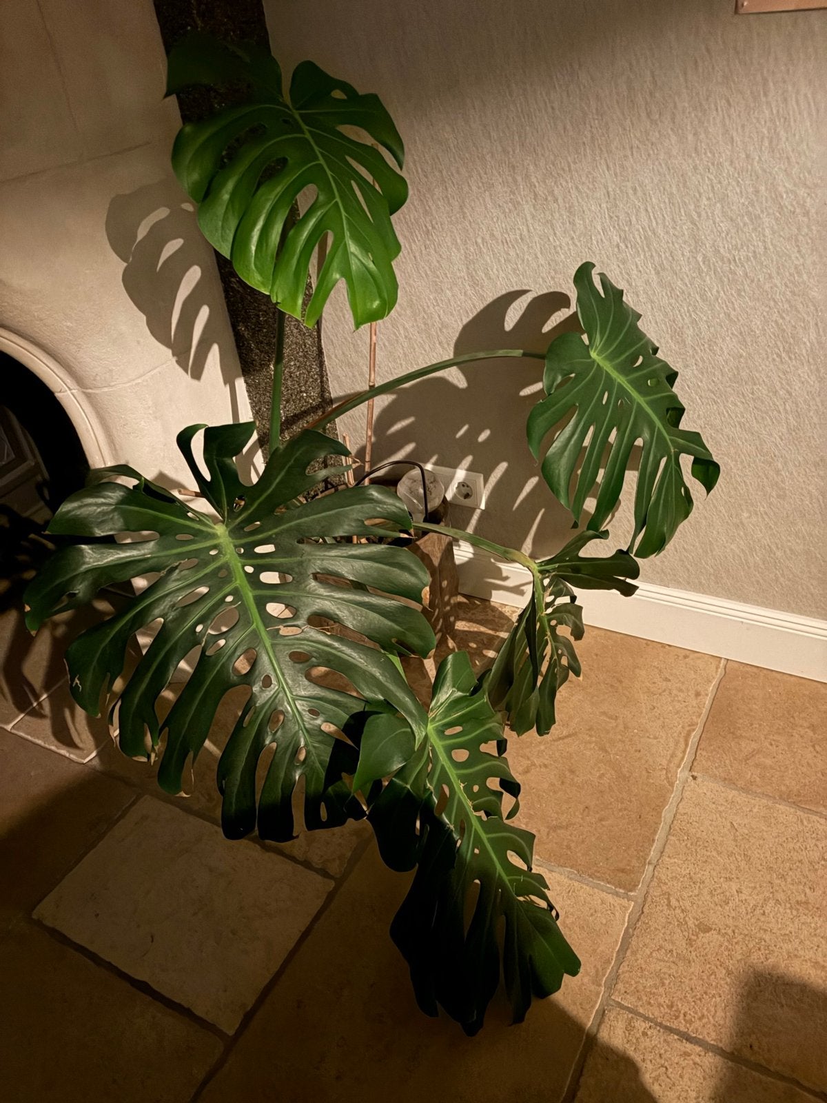 Grote Monstera Deliciosa Kamerplant, Ophalen, 100 tot 150 cm, Overige soorten, Halfschaduw