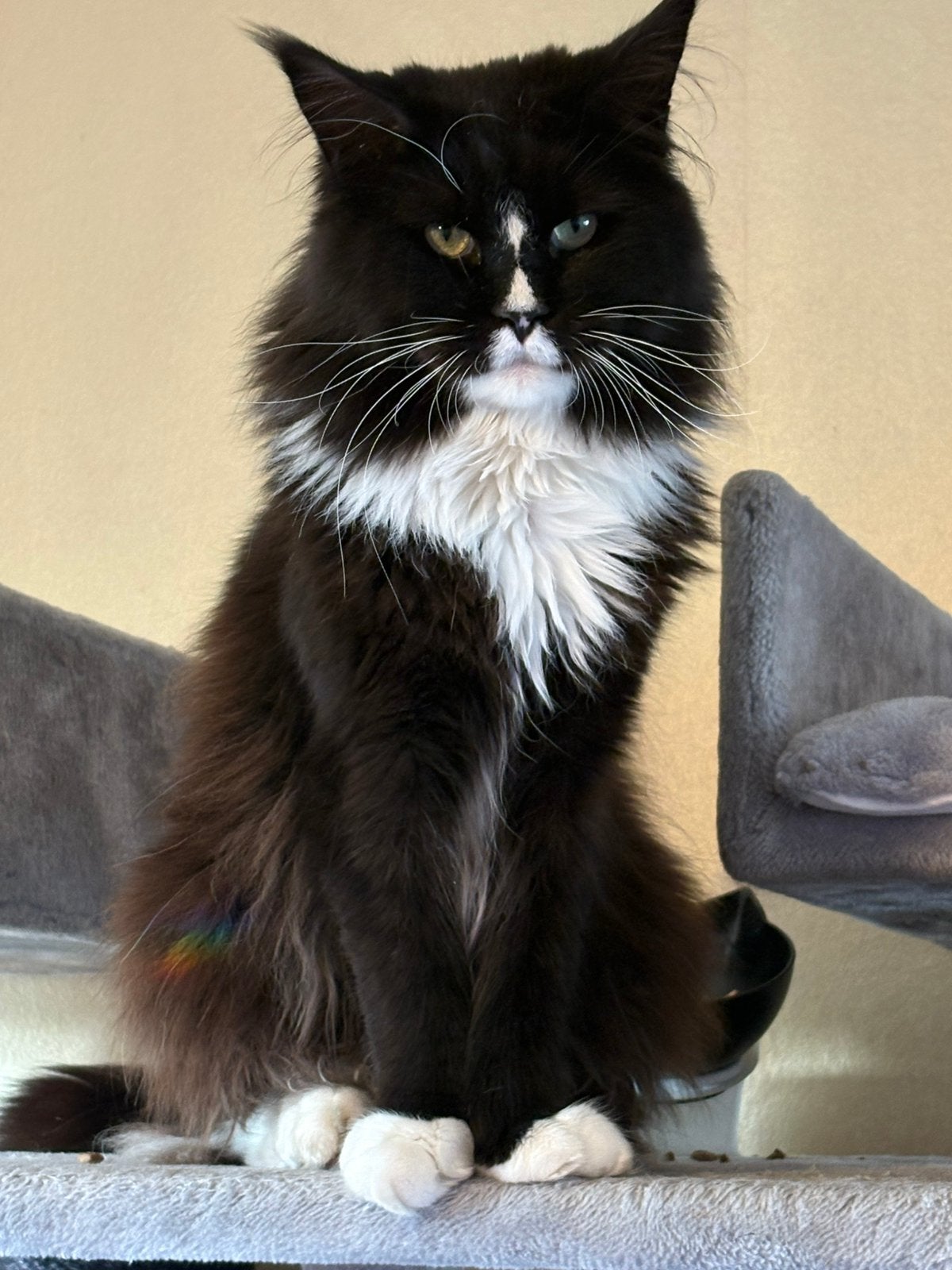 Ontzettend lieve Maine Coon kater, Kater