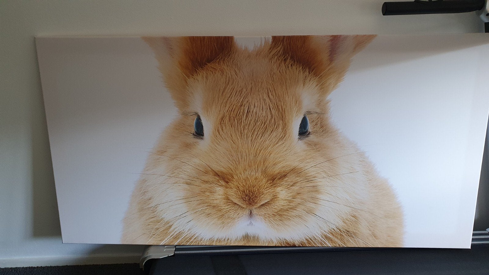 Ongebruikte canvas met konijn 1.60x80 cm, Ophalen, Nieuw, Schilderij