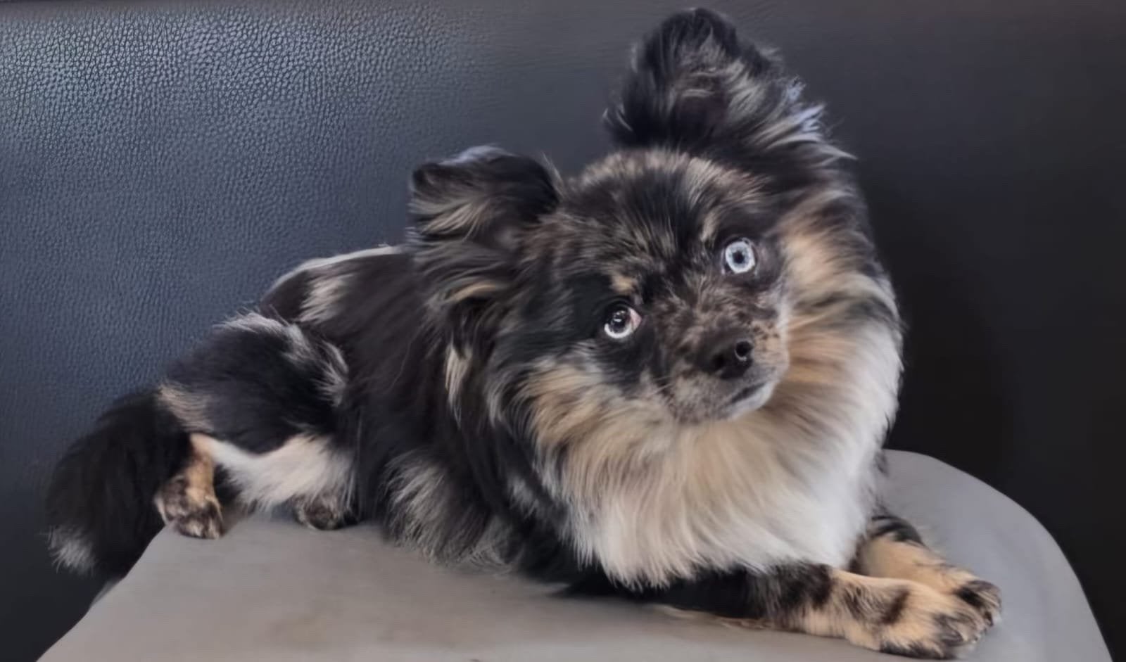 Pomchi merle dekreu., Dieren en Toebehoren, 1 tot 2 jaar, Eén hond, Nederland, Particulier