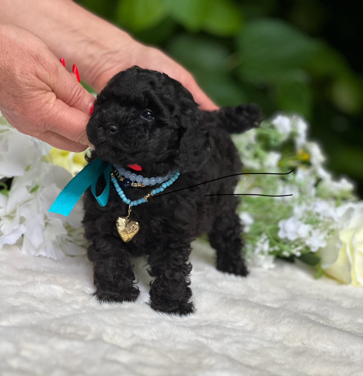 Black Beauty  🐕‍🦺❤️🐾‍️ Toy Poedel Pup Mini, Poedel, Parvo, Reu, 8 tot 15 weken