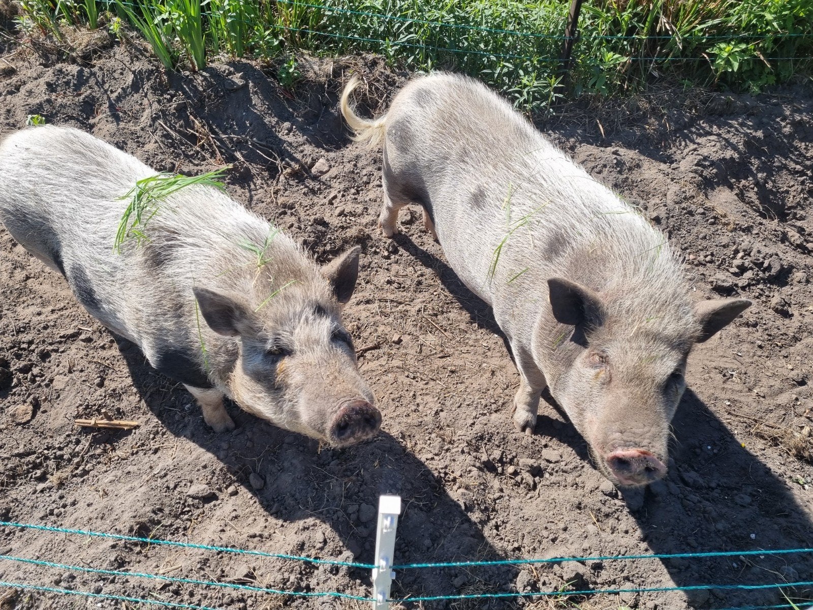 2 Gottinger varkens, Meerdere dieren, Varken, 0 tot 2 jaar
