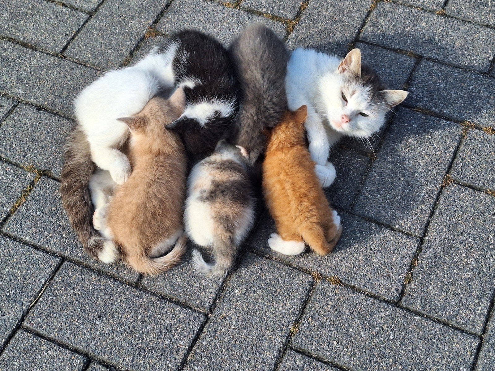 Kittens, Dieren en Toebehoren, Katten en Kittens | Overige Katten, Meerdere dieren