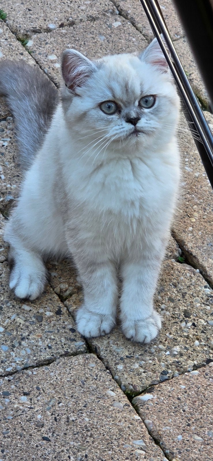 100 % britse korthaar kitten, Poes, Gechipt, 0 tot 2 jaar