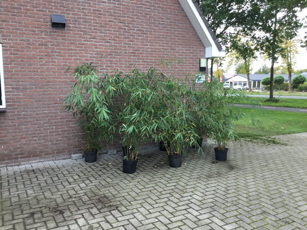 Fargesia Robusta Formidable, niet woekerende bamboe!!!, Tuin en Terras, Vaste plant, Bloeit niet, Halfschaduw, Ophalen