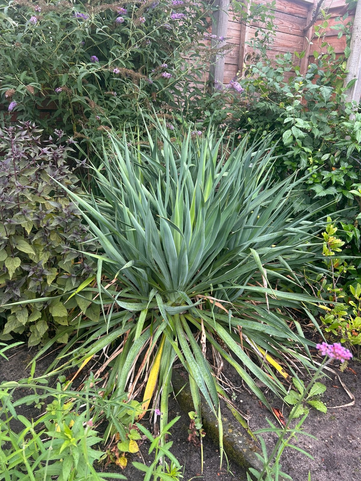 Yucca te koop, Ophalen, Overige soorten, Volle zon