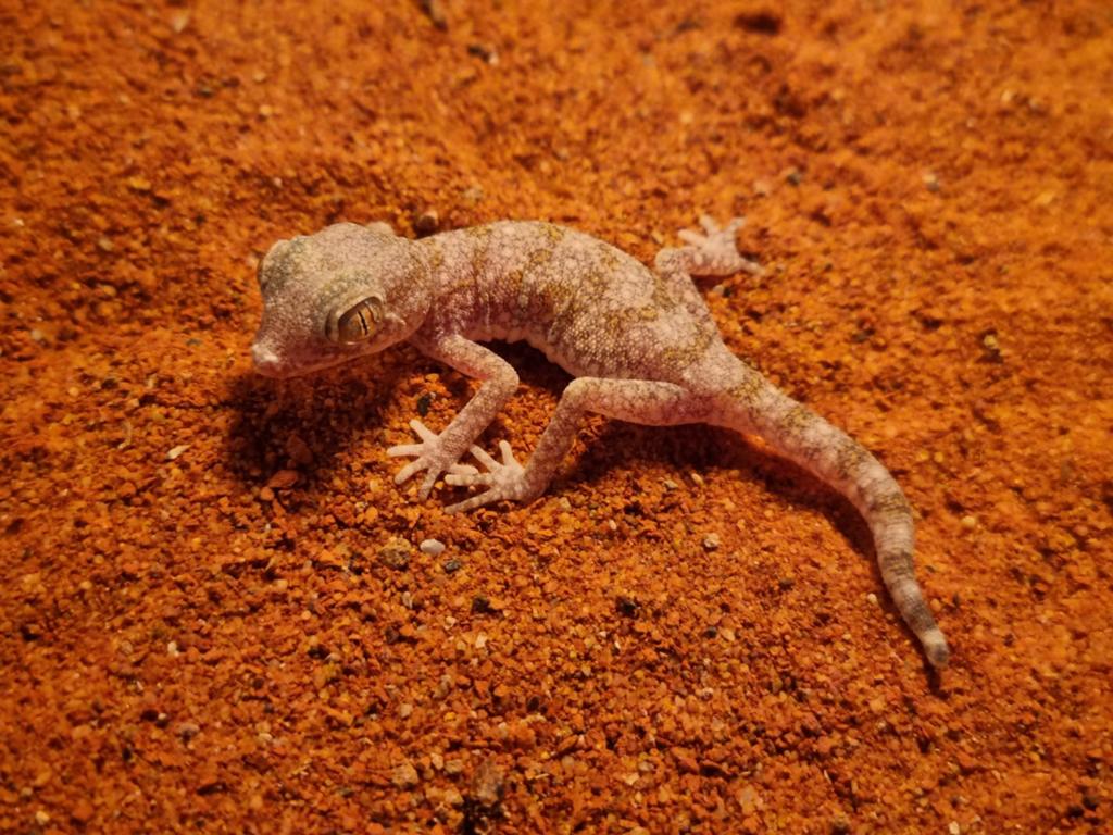 Stenodactylus stenodactylus, 0 tot 2 jaar