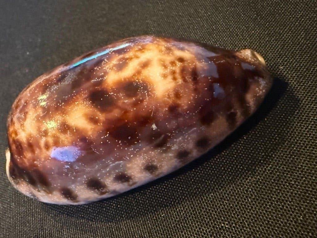 Schelp Cypraea Testudinaria 90 mm, Ophalen of Verzenden, Schelp(en)