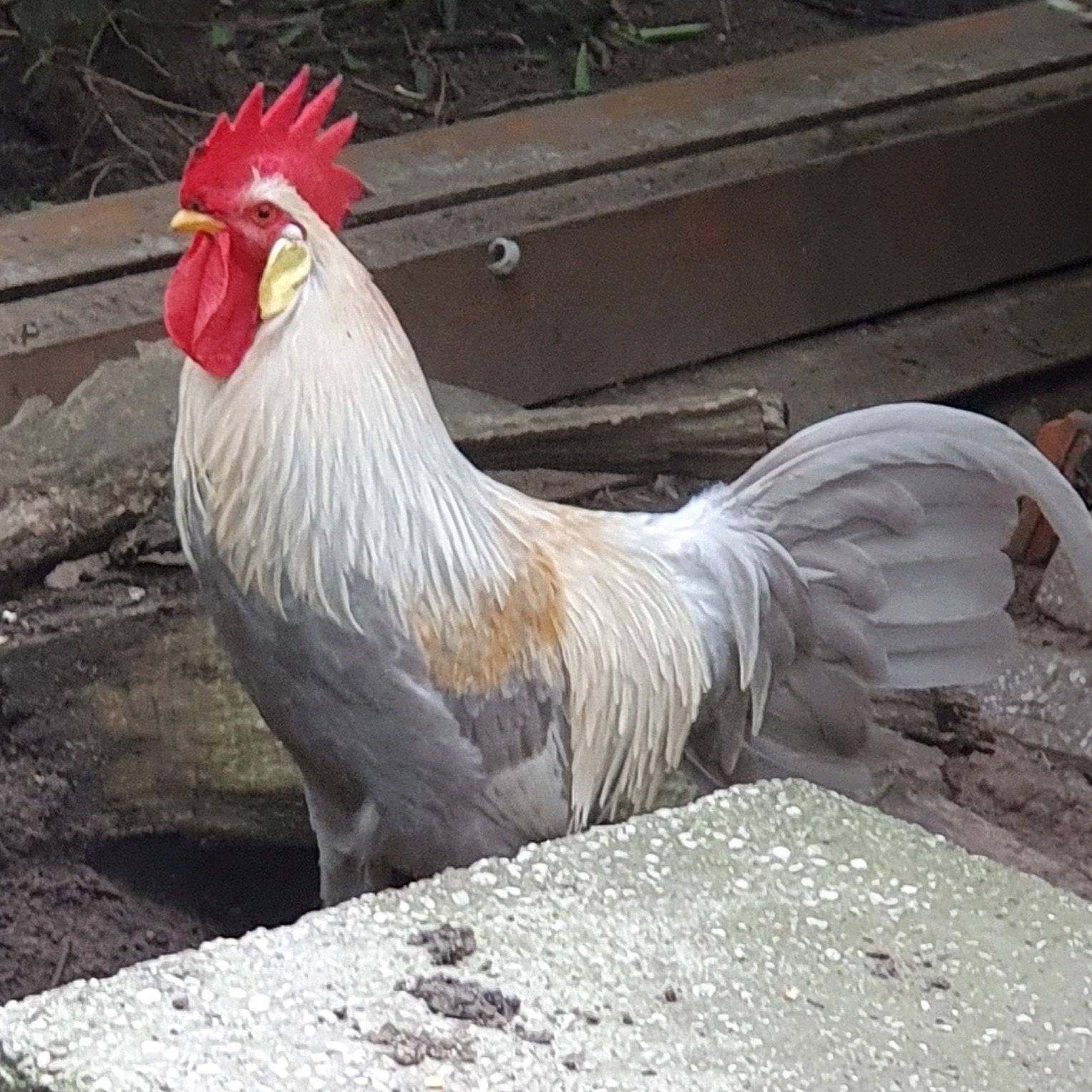 te koop leghorn Haan Isabella kleur, Mannelijk, Kip