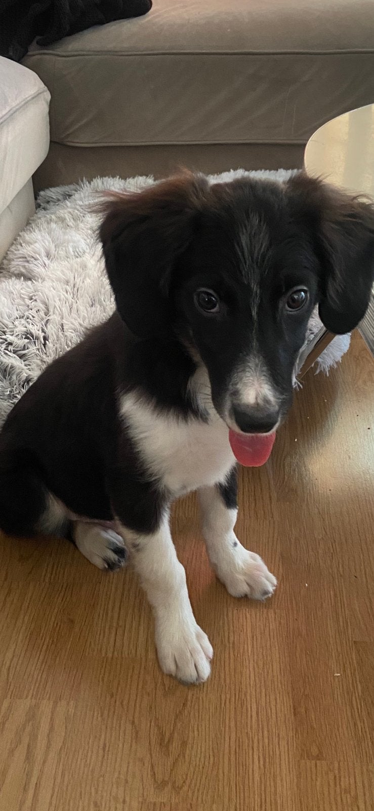 Border Collie x Friese Stabij, Reu, CDV (hondenziekte), 8 tot 15 weken, Eén hond