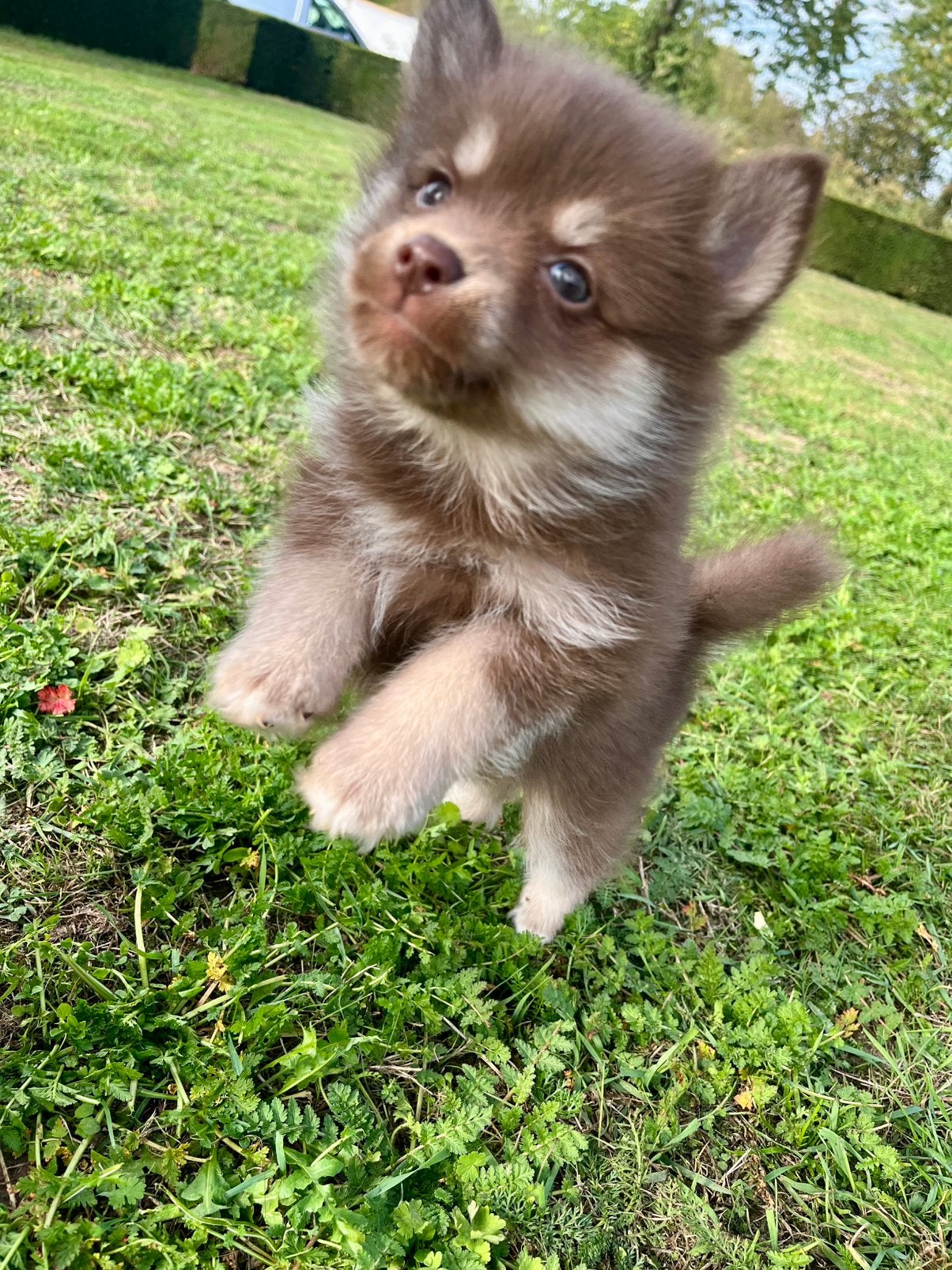 Pomsky pups, Overige rassen, 8 tot 15 weken, Teef, Meerdere